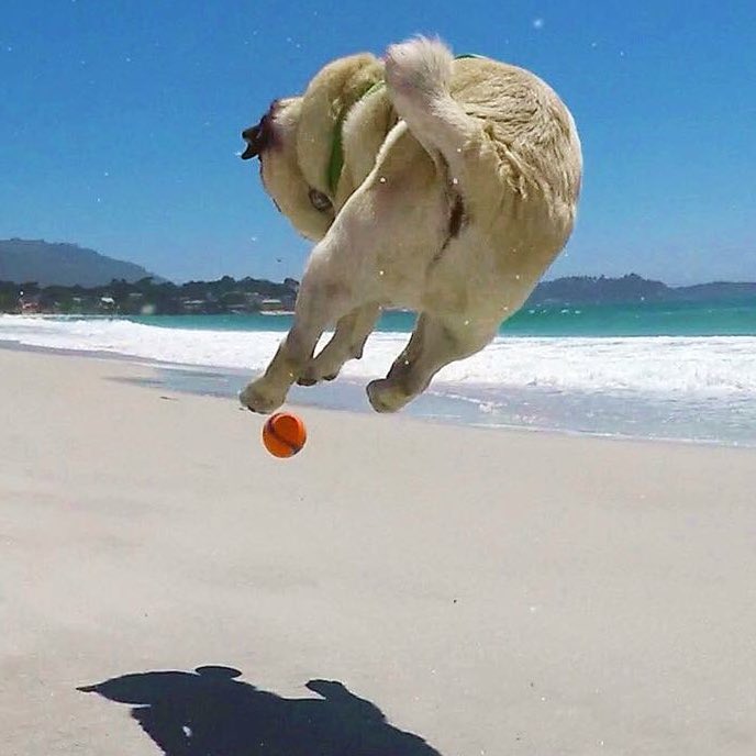 MaggieMiloPugs's tweet photo. TGIF!
#fridayfeeling #flyingpug #pug https://t.co/gZisw0Wpup