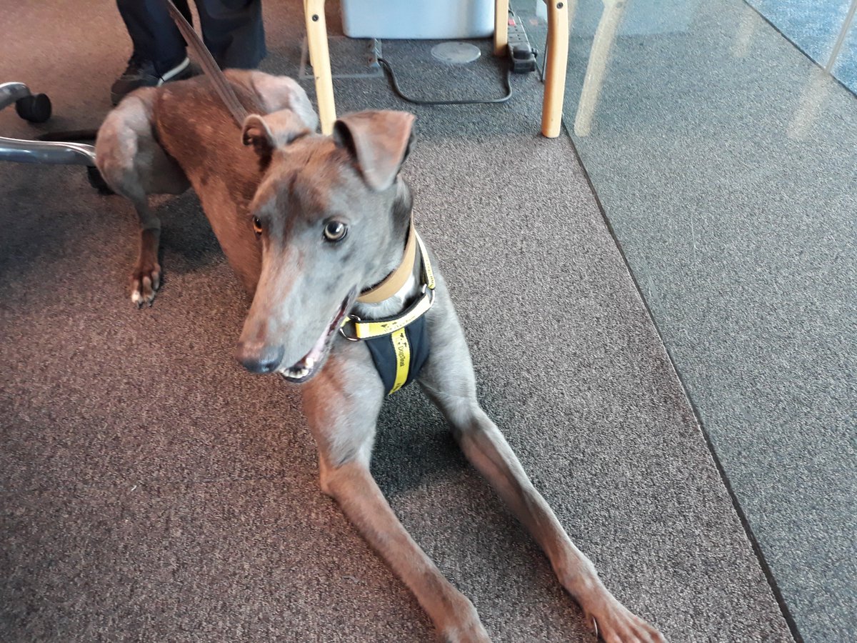 BBCNorfolk's tweet photo. Look who's come in to see us today for the @DT_Norfolk slot! Devon is paying a visit to the Teatime studio... https://t.co/eBF7tiCcxf https://t.co/o1V0bT9vY2