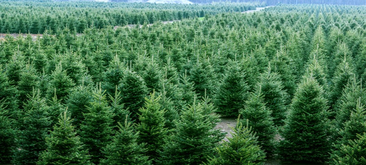FarmZillaClass's tweet image. SPRUCE FOR SALE!! Plan ahead and renew your shelterbelt or landscape a new yardsite, get the year round protection you need. We sell on farm near Didsbury, AB. Also can deliver in Western Canada. 6 - 12&apos; spruce available. #sprucetrees #shelterbelt

bit.ly/2HhUvHx ✆