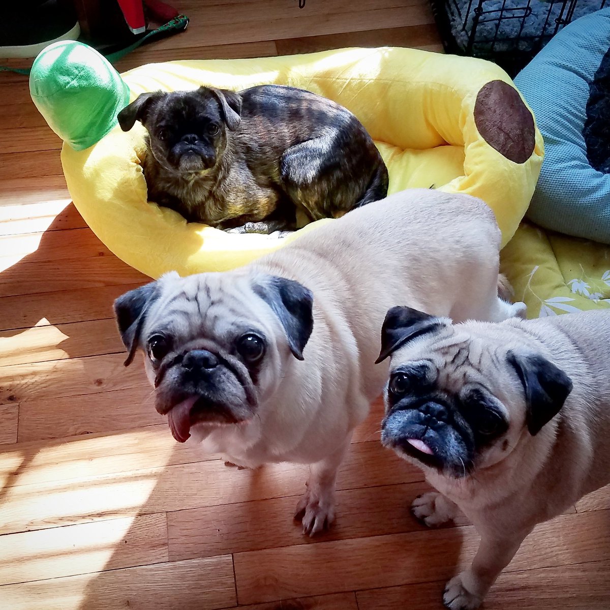 funaek's tweet photo. Monkey approves of the new banana bed. #monkeyinabanana #grumblesquad https://t.co/SPb2ylEbBV