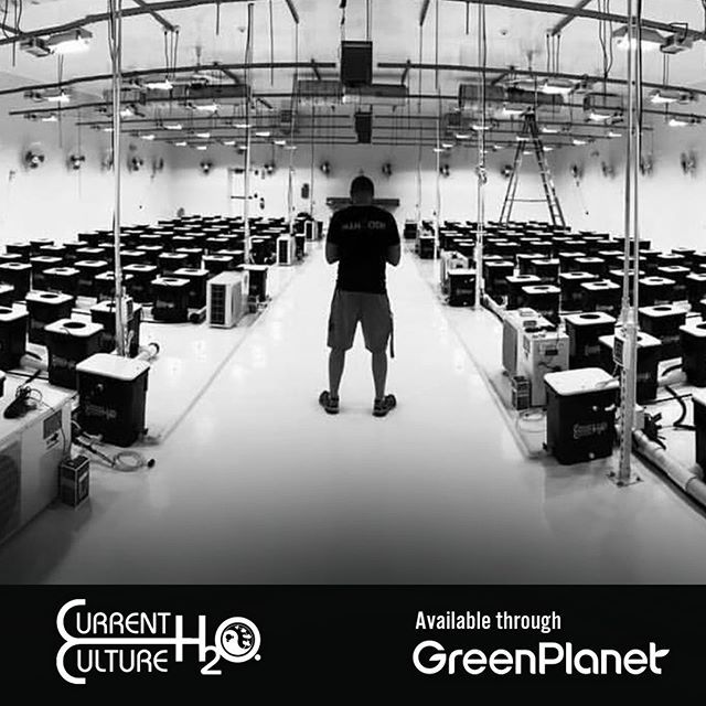 gpwholesale's tweet photo. Grow in epic proportions. Current Culture H2O revolutionary Under Current® system is designed to deliver prolific yields, quality and increased efficiency to produce your best harvest yet.
#hydroponics #gpgrown #gpwholesale #currentculture #cch2o #curre… https://t.co/IenAMMCxVo https://t.co/vryi7MCyWY
