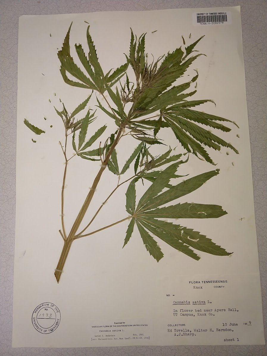 UTK Herbarium TENN on Twitter "Medicinal plants have been used to