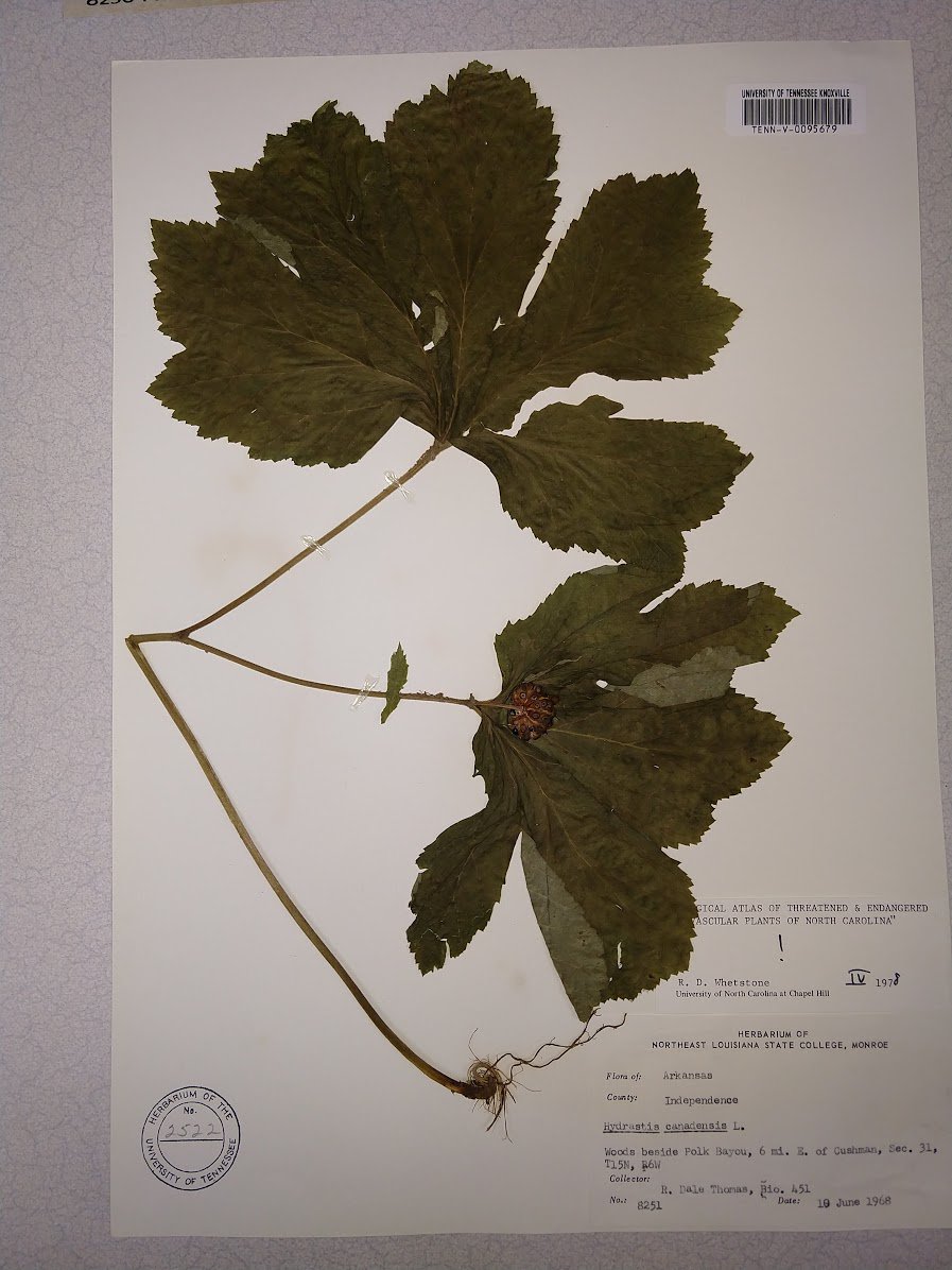 UTK Herbarium TENN on Twitter "Medicinal plants have been used to