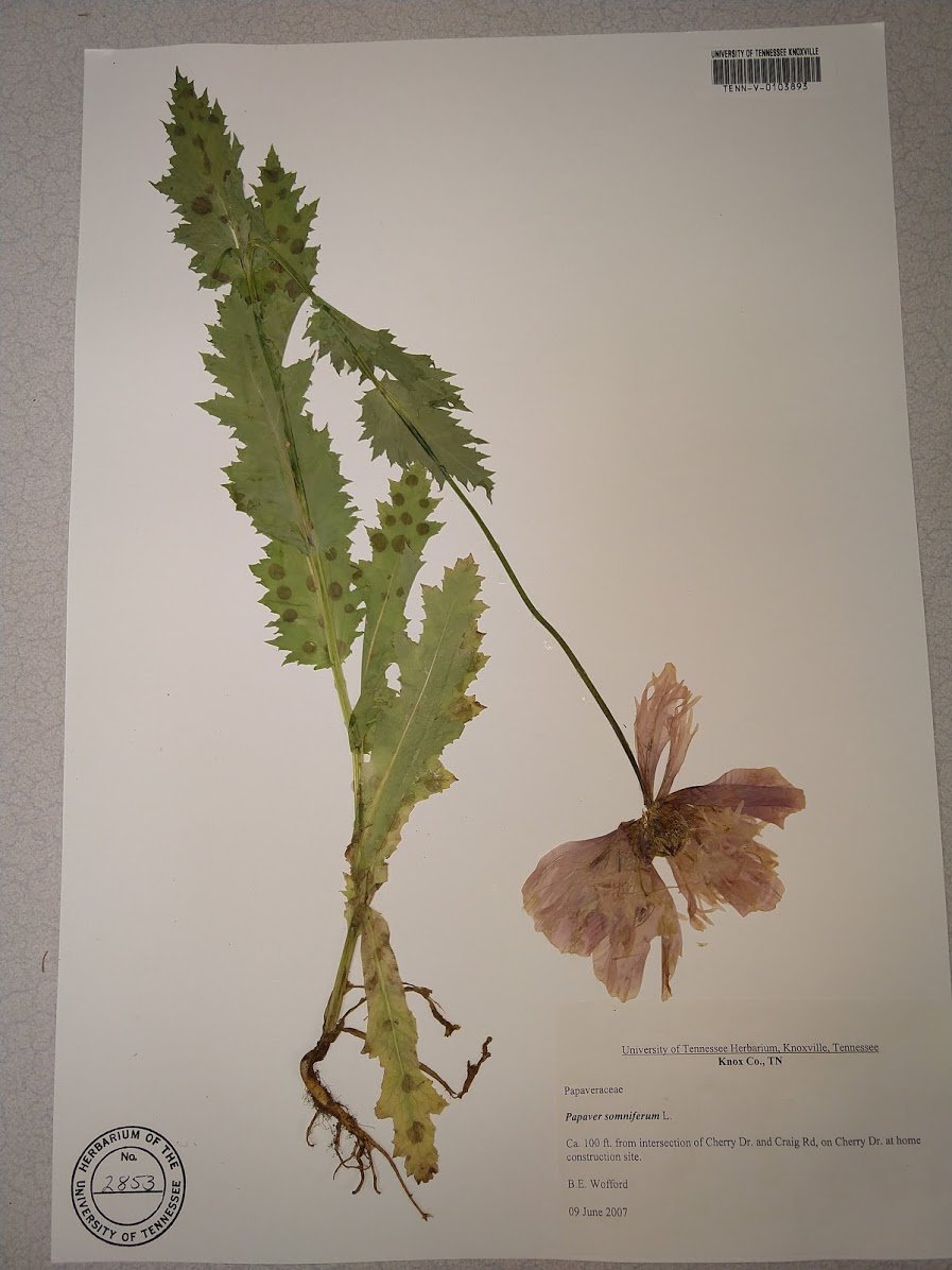 UTK Herbarium TENN on Twitter "Medicinal plants have been used to