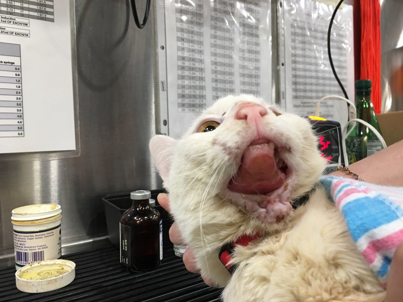 PETA ️🦊 on Twitter "THIS is why you should ALWAYS make sure your cat