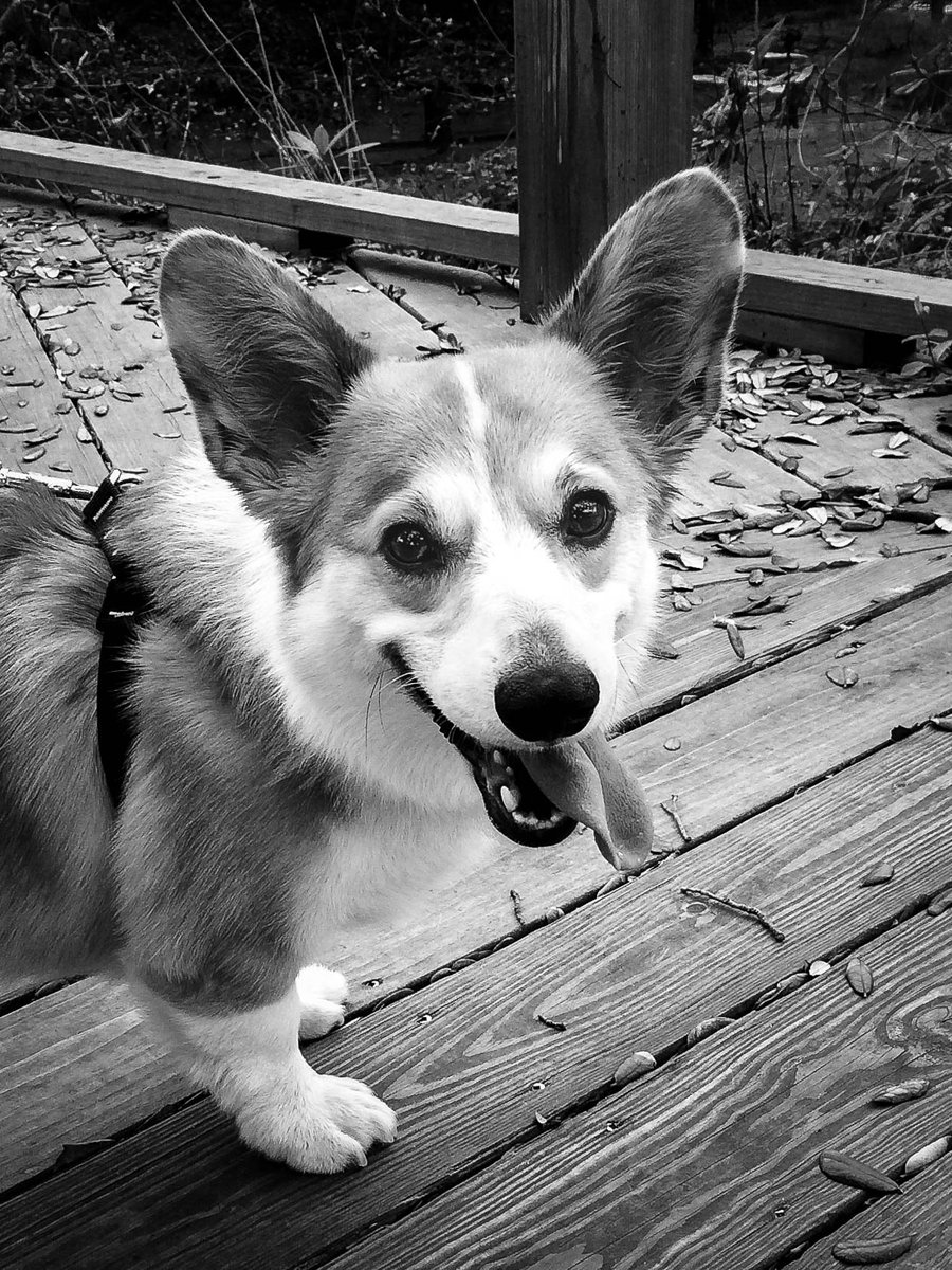 CorgiTrouble's tweet image. 