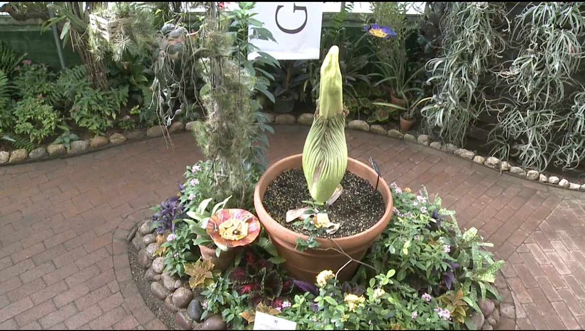 WATCH LIVE: We're on the front line as thousands watch Rosie the "Corpse Flower" bloom at <a href="/TucBotanical/">Tucson Botanical</a>. Rosie already grew 1.5 inches overnight! Thx for the real-time coverage <a href="/CoxComm/">Cox</a> #EarthWeek #CoxConserves bit.ly/2HAstdE