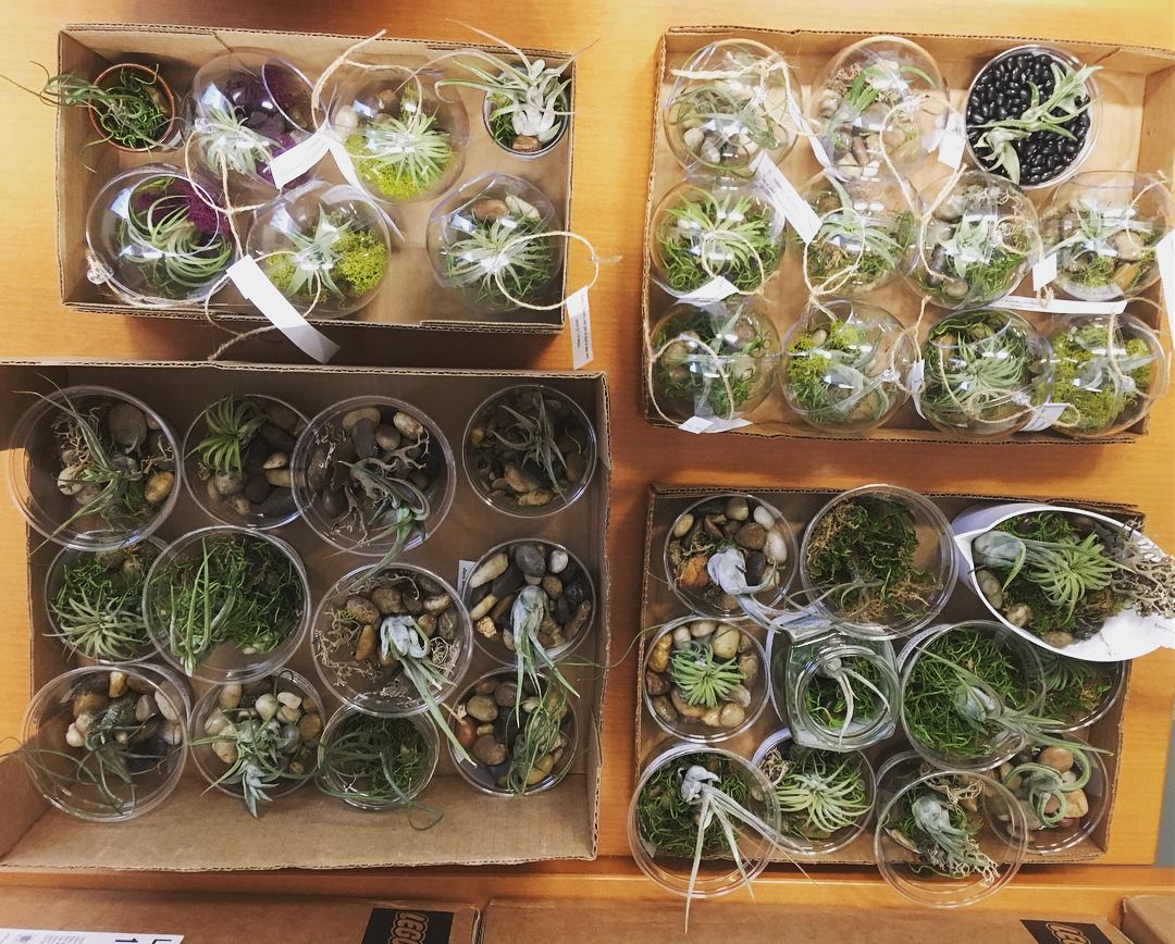 Didn't get your #airplant on Wednesday? No worries because we'll be there again TODAY! CC, 1st floor, 2:00 until we sell out! All money goes to <a href="/ufiboston/">Urban Farming Institute 🍅🥕🍆🥒</a>! #happyearthday #morefarmsmorefood #sustainablefood