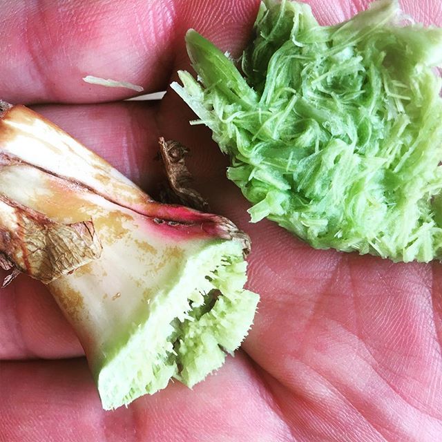 JosephSimcox's tweet photo. Rheum palestinum... tastes very sweet with a huge strawberry —-umami note!!!
The MSG strawberry stem!!!!!:) #explorewithjoseph, #theplantastics #explorewithjoseph https://t.co/Wj4beerK9S