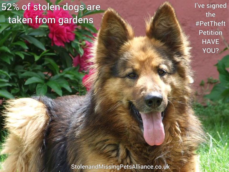 SarahP2311's tweet photo. WE ALL LOVE OUR PETS & WANT TO PROTECT THEM KEEP THEM SAFE PLS HELP DO JUST THAT! https://t.co/wCaDSbFosE #they #mean #theworld #peopleintheUK #cansign #loveyourpet #beautiful #adorable #lovelyface #myworld #company #companion #stroke #soft #coat #character #bundleofjoy #lead https://t.co/mO1qTxGTKy