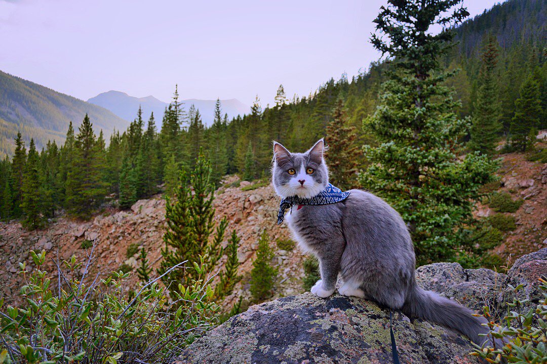 MariaDRoper's tweet photo. @EnvAm Love camping in White River National Forest, CO! #ForestFriday @EnvAm #EarthWeek @WhiteRiverNews https://t.co/spGvc4Pj4I