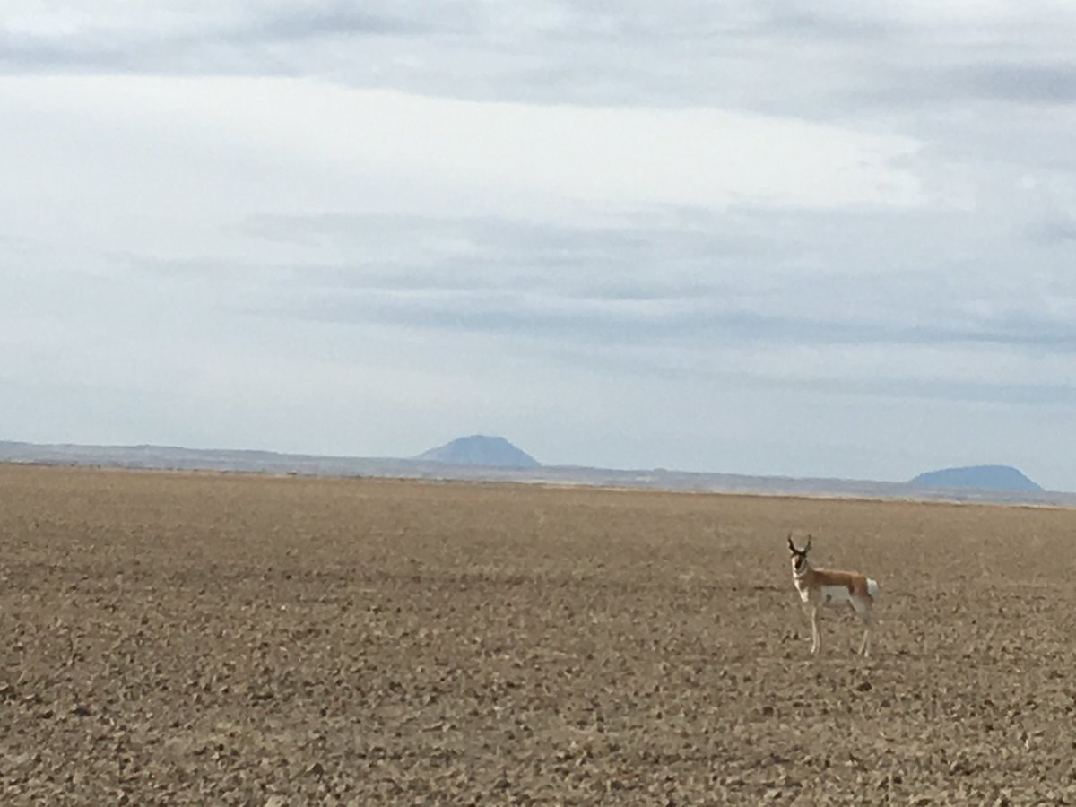 alberta_bha's tweet photo. Spotted some local wildlife on the long ride back home from Rendezvous last weekend. #pronghorn #antelope #BHAAlberta #rende2018 #keepitpublic #publiclandowner #explorealberta #albertafishing #hunting #fishing #albertahunting #hunt #fish #conservation https://t.co/GaPEA9Or1x