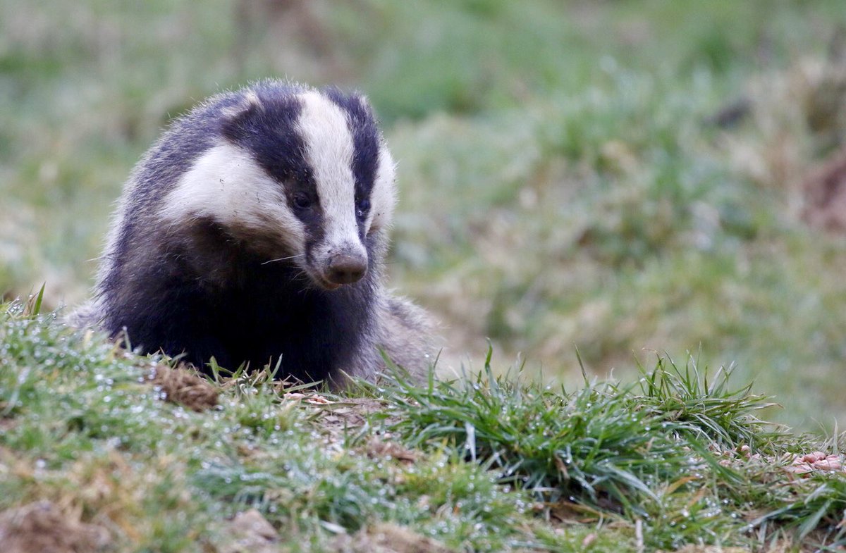 Badger Sightings tweet media