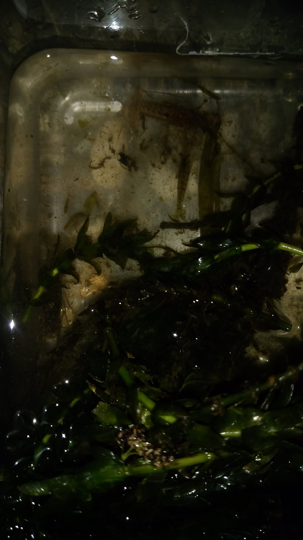 Nishigai 小エビ ヌカエビ やアナカリスな仲間 水草 も採れました T Co Sr0zqvdofb Twitter