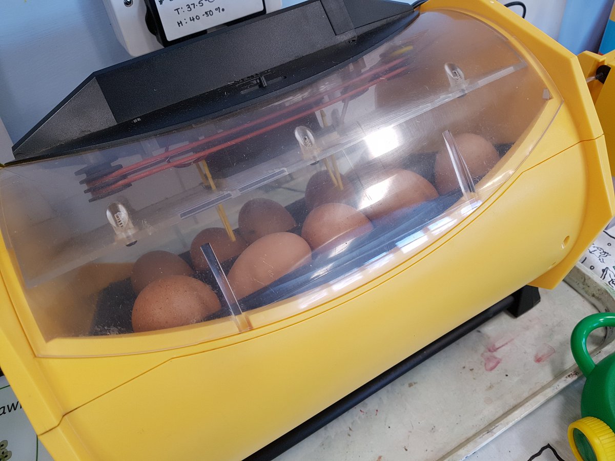 LangwathbyCe's tweet photo. There's plenty of excitement in Hedgehog class as we watch our tadpoles grow and wait for our chicks to hatch #learning #lifecycles #seethescience https://t.co/WMs6hJmEB6