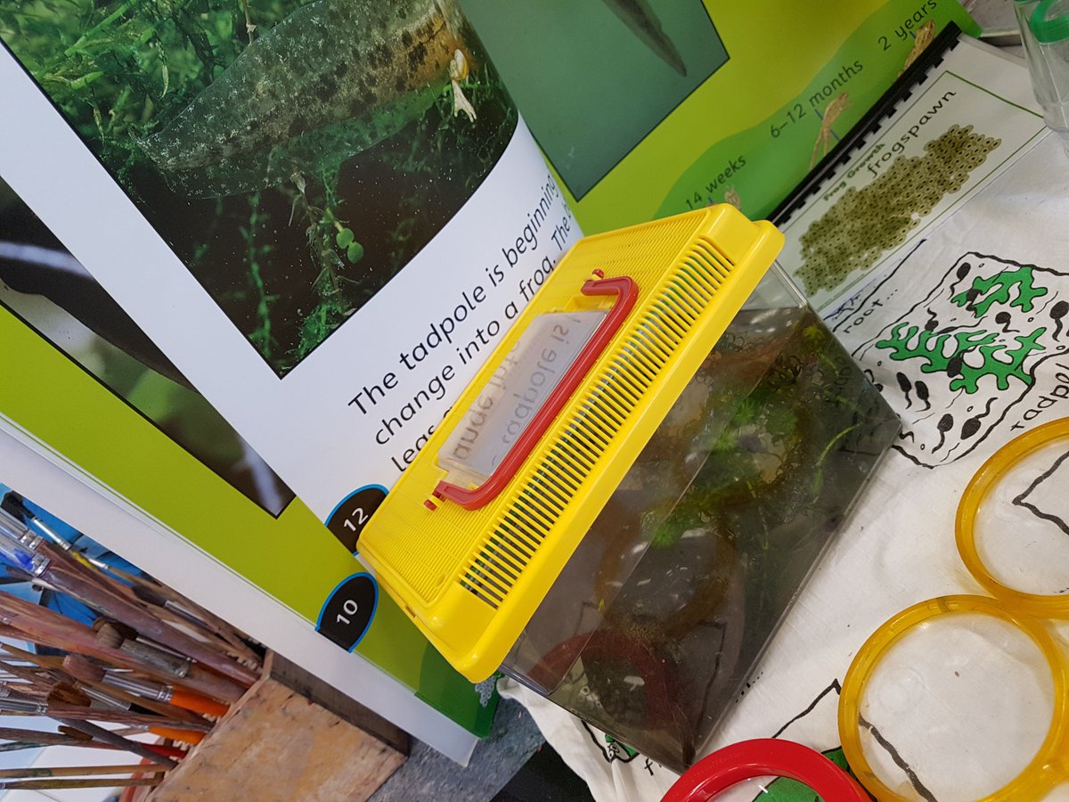 LangwathbyCe's tweet photo. There's plenty of excitement in Hedgehog class as we watch our tadpoles grow and wait for our chicks to hatch #learning #lifecycles #seethescience https://t.co/WMs6hJmEB6