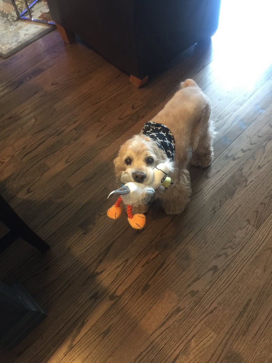 Mo_Brien's tweet image. #BarkBoxDay
