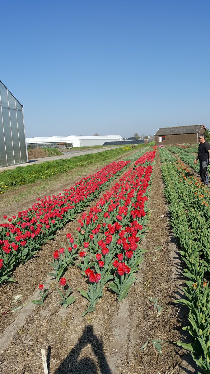 JcmVof's tweet photo. De eerste tulpen van de veredelingskraam staan alweer in bloei.
Ben je kweker en heb je interesse in een nieuwe tulp.
We willen graag wat stokjes verkopen🌷😊 https://t.co/scsc3MZHm2