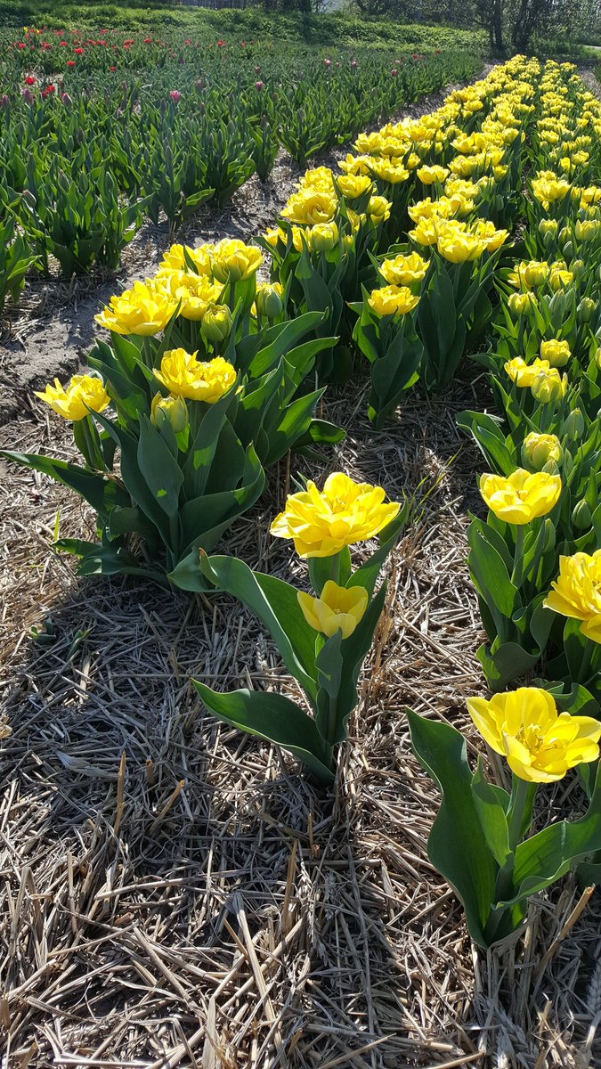 JcmVof's tweet photo. De eerste tulpen van de veredelingskraam staan alweer in bloei.
Ben je kweker en heb je interesse in een nieuwe tulp.
We willen graag wat stokjes verkopen🌷😊 https://t.co/scsc3MZHm2