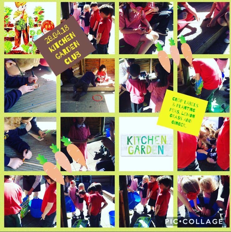 First week of our Kitchen Garden Club @MonksdownSchool It's very exciting Year  3 & 4 Thank you for an industrious first week! 👩‍🌾👩🏻‍🍳🥕🌿#monkskitchengarden #GrowYourOwn #growcookeat #foodinschool #foodeducation #outdoorlearning #schoolgrowing