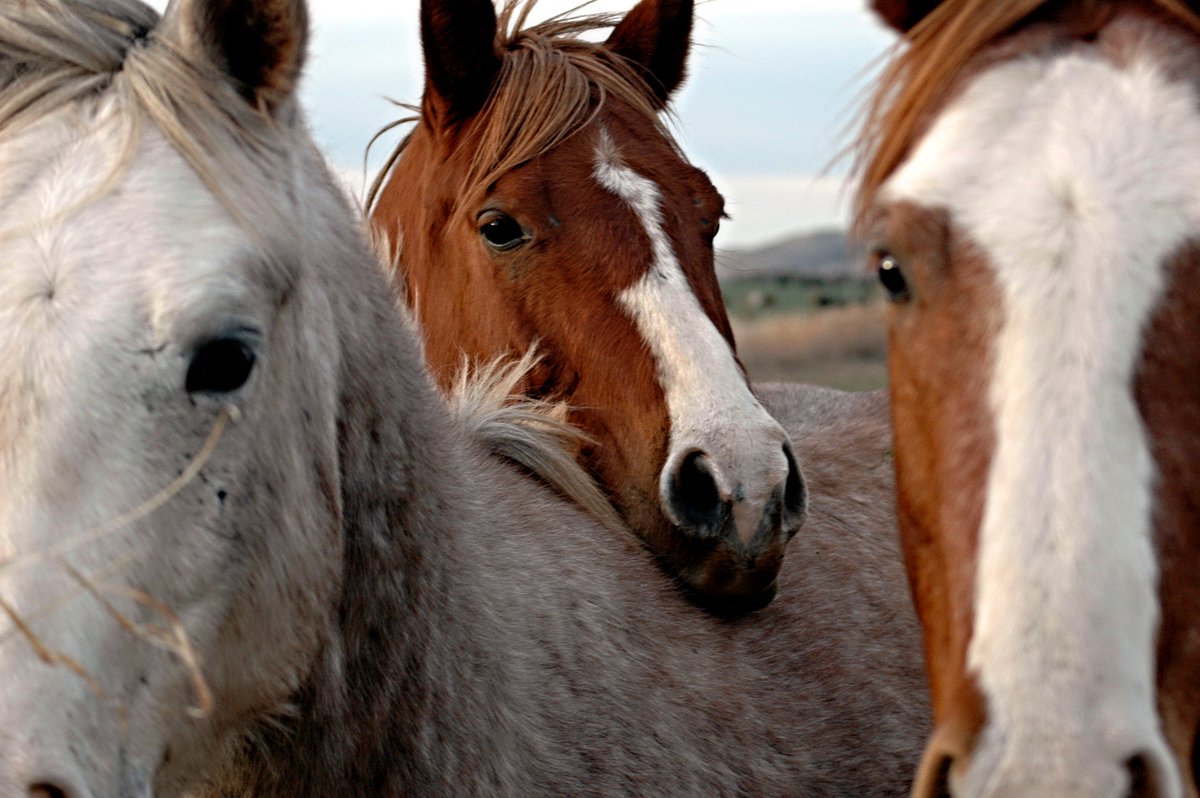 The free #NationalChipChecker is an exciting step forward in national horse identification, registration &amp; traceability. You can register your interest now equineregister.co.uk
