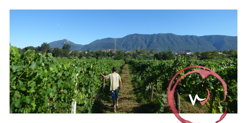Investire sul proprio territorio, valorizzandone le tradizioni e contribuendo alla sua crescita. È l’obiettivo della Cantina Simone Giacomo e del suo creatore, il cui amore per la propria terra si percepisce ad ogni sorso dei suoi vini. 🌱🍷
➡️ wineplan.it/it/winery/cant… #Campania