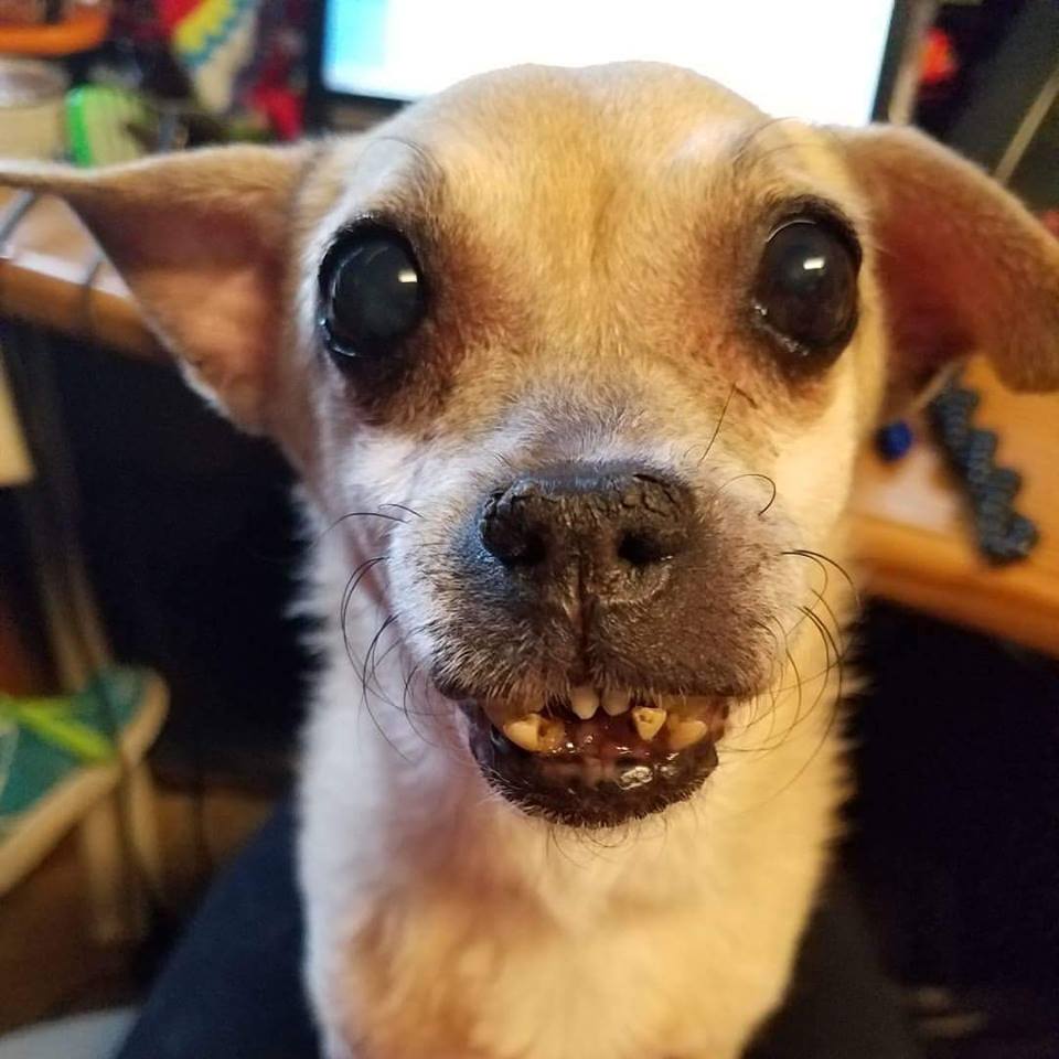 petsalive's tweet image. Our fosters are true champions for us. We could not save all the lives that we do without all of you! Help us give a big THANK YOU to all of our foster families! #NationalVolunteerAppreciationWeek