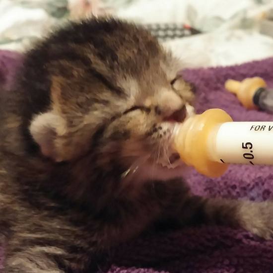petsalive's tweet image. Our fosters are true champions for us. We could not save all the lives that we do without all of you! Help us give a big THANK YOU to all of our foster families! #NationalVolunteerAppreciationWeek