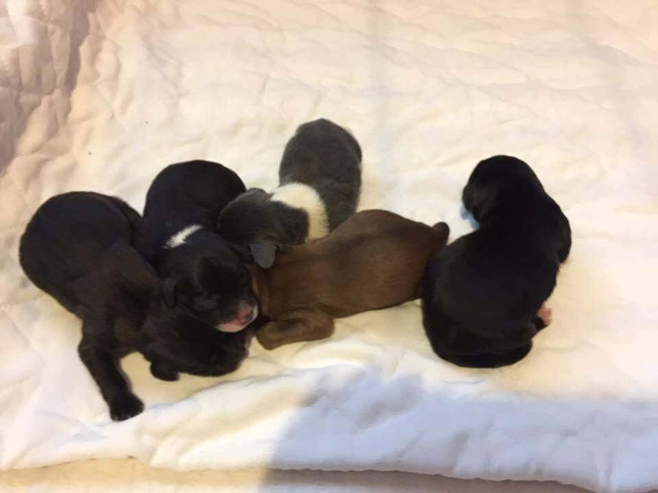 petsalive's tweet image. Our fosters are true champions for us. We could not save all the lives that we do without all of you! Help us give a big THANK YOU to all of our foster families! #NationalVolunteerAppreciationWeek