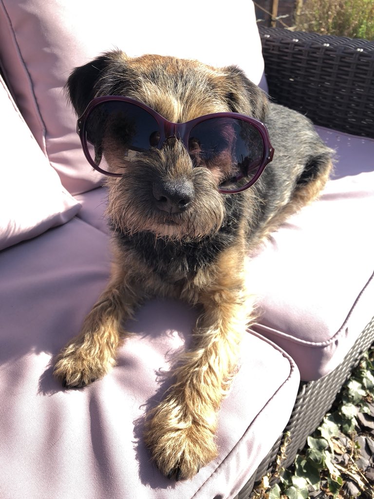 Tobi_LeRone's tweet photo. I’ll take my pawsecco on the upper terrace and careful where you waft that barbecue smoke! 🤨😎🍗🌭🥂 https://t.co/59Qwlk8CdR