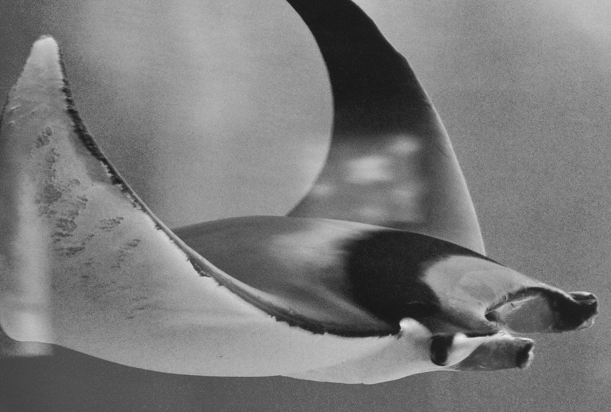 Oceano_mag's tweet photo. HUGE news from @projectaware and the Shark League! 14 species of sharks and rays protected in Turkey. https://t.co/0bZMD0tBJ8 Bravo! @SharkTrustUK @SharkAdvocates @CommsInc 😎🦈 https://t.co/YsjI7dRJFa