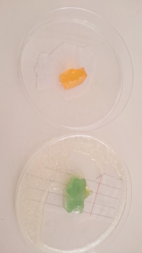 a_mcwalter's tweet photo. Students investigating osmosis after making diff. solute concentrations #biology @PDSTSciences #tyscience https://t.co/fyjXCf0lXv