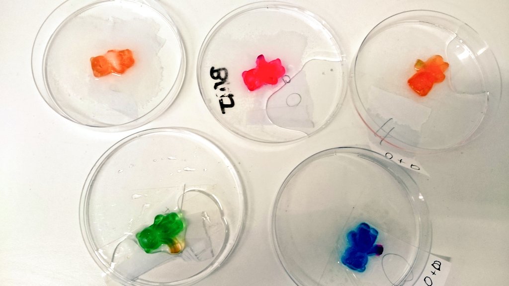 a_mcwalter's tweet photo. Students investigating osmosis after making diff. solute concentrations #biology @PDSTSciences #tyscience https://t.co/fyjXCf0lXv