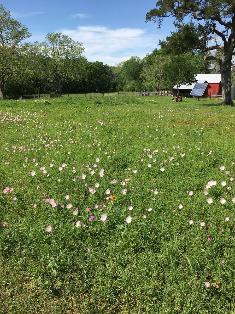 TONERhm's tweet photo. Chappell Hill ready. Spring wild flowers marking the new building footprint.
#TONERhomematters #forensicwalkthrough #chappelhill #houston #houstonhome #houstonrealestate #buildingforensics #buildingfootprint #forensics #springflowers #houstonbuilder #breakingground https://t.co/xBbdIhW5di