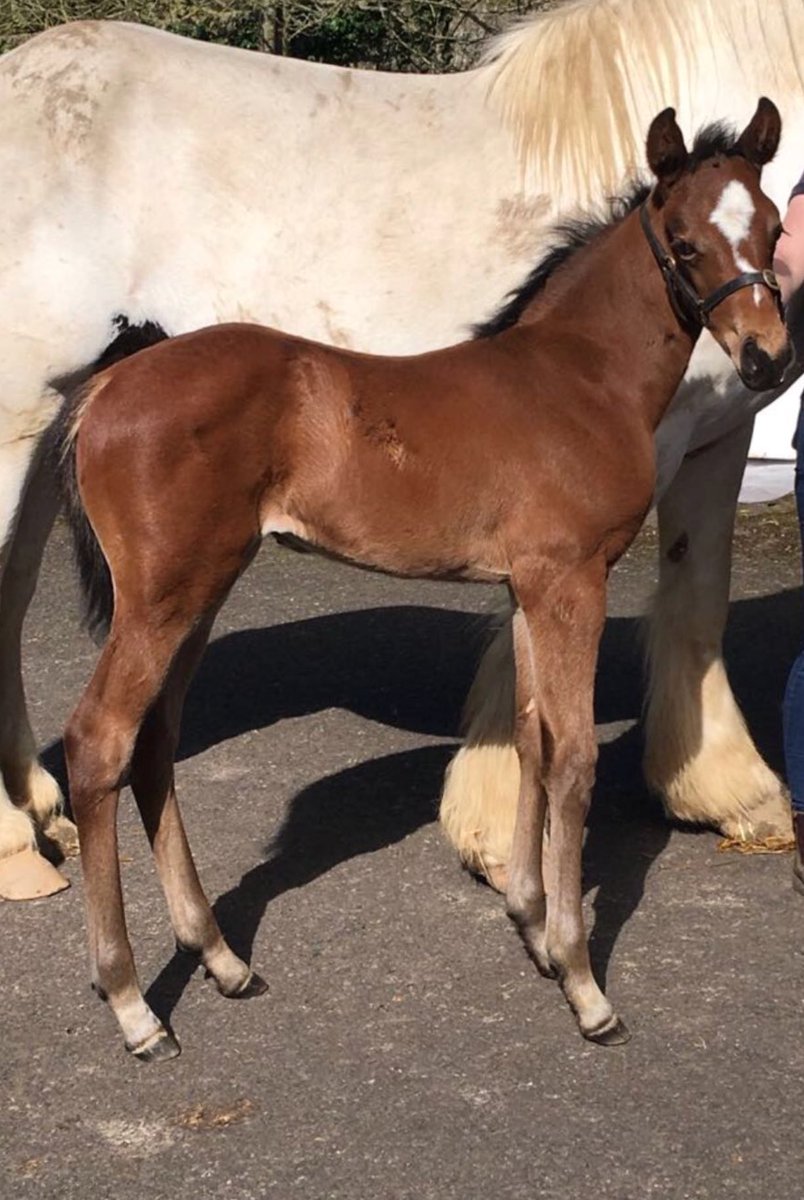 NorelandsStud's tweet photo. Great to have this filly arrive. First foal for 5 yrs out of star mare Frappe. She is by @coolmorestud Australia and a sister to G1 wnrs Power/Curvy and G2 wnr Thakafaat. Pictured today at 3 weeks old with her foster mare. #homebred #futurebroodmare https://t.co/r1UG6ll6Fy