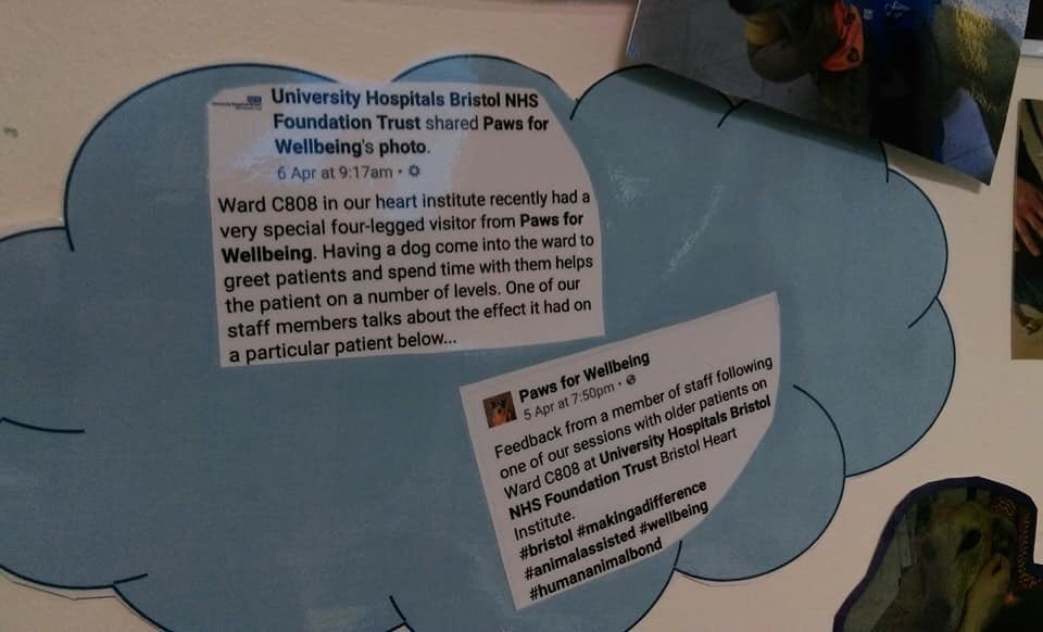 Today we visited the patients and staff of ward C808 at @UHBristolNHS Bristol Heart Institute. 
After Nell's visit this morning, ward sister Maureen said, "Our patients are so happy and alert ready for lunch." Nice work Nell. #Bristol #AnimalAssisted #Wellbeing