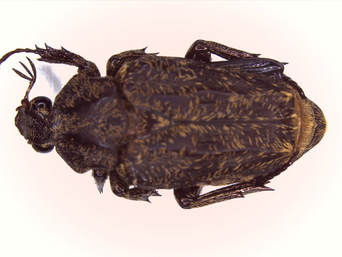 Tor kemp tweet media