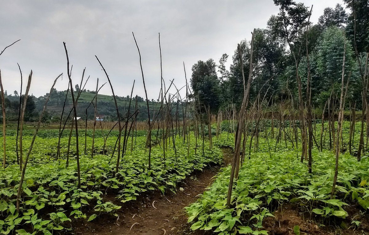 EmilyR_Urban's tweet photo. Isn't there something just beautiful here?! #rwanda #beansbeansandmorebeans https://t.co/z8aQKRqtYw