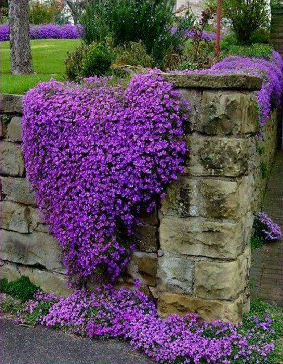 Hayat_Optimist's tweet photo. Beauty of Purple
#Purple #Gsrden https://t.co/AcXLiHSdAk