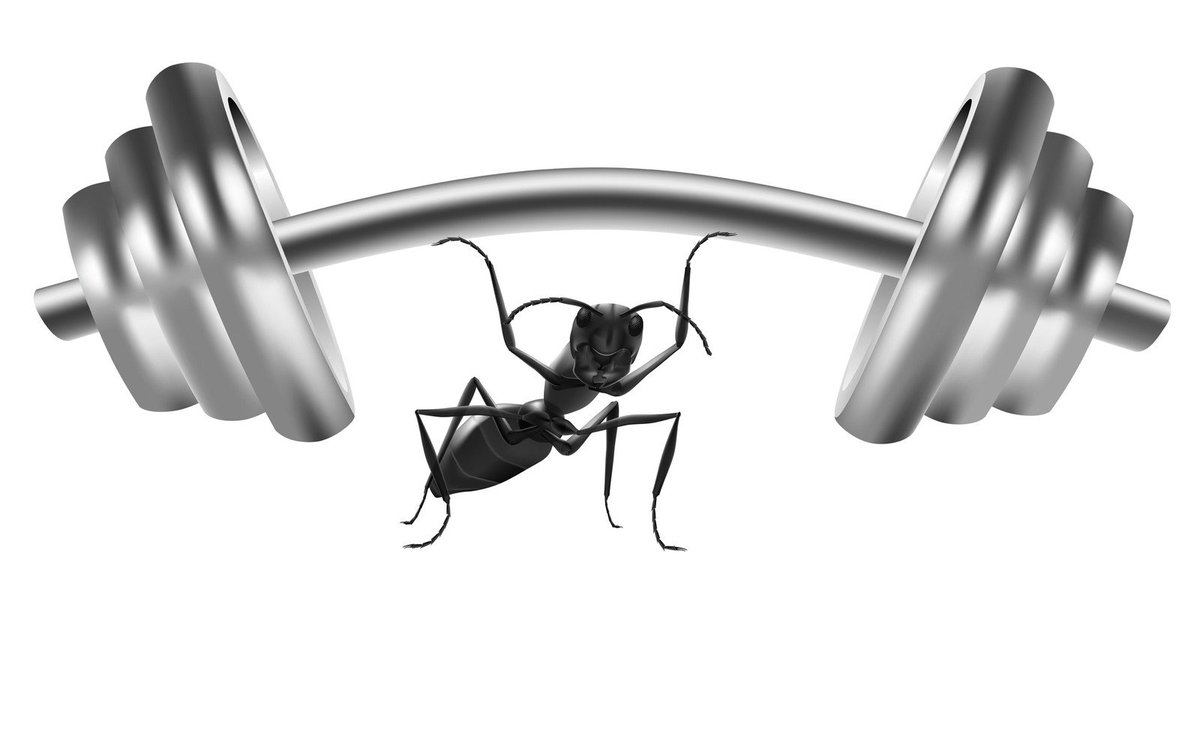 #FunFactFriday: Some #ant can carry 50 times their own body weight.
