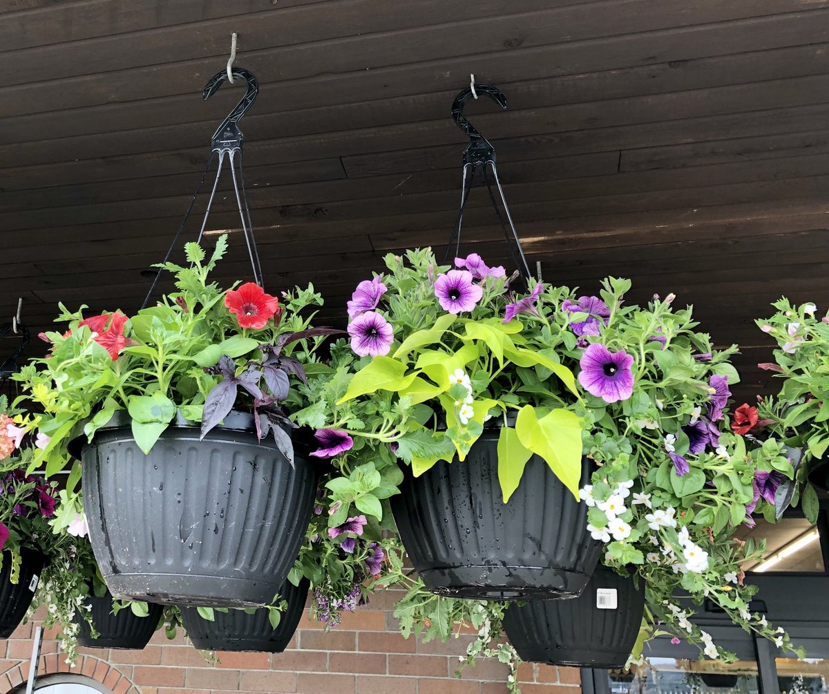 WFWesternFoods's tweet photo. THEY’RE HERE!! Bedding plants and hanging baskets have arrived!
🌷🌹
Drop by and get your flower beds and front or back porch ready to bloom!
🌺🌸🌼
#Sooke #GardensBC
#YourCommunityFoodStore https://t.co/NShC7EQJ4L