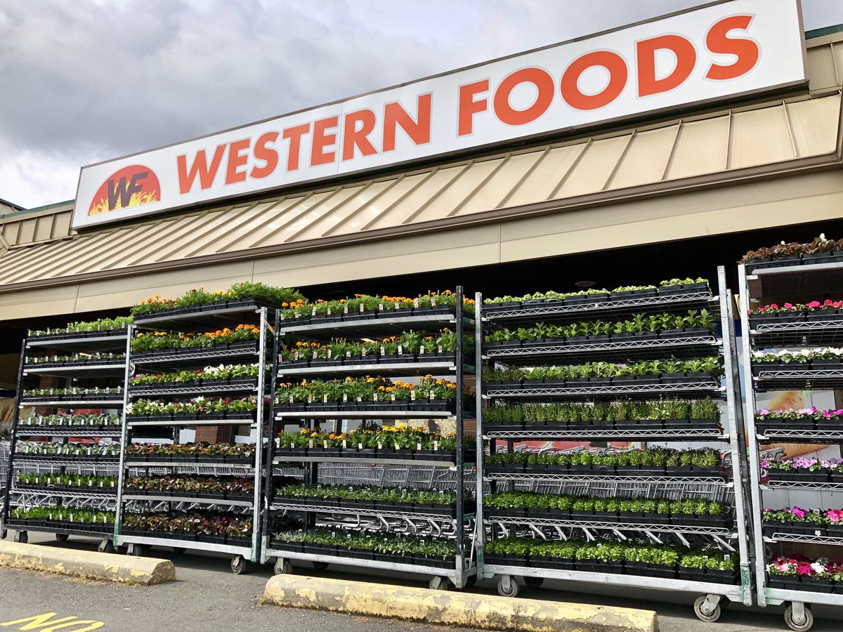 WFWesternFoods's tweet photo. THEY’RE HERE!! Bedding plants and hanging baskets have arrived!
🌷🌹
Drop by and get your flower beds and front or back porch ready to bloom!
🌺🌸🌼
#Sooke #GardensBC
#YourCommunityFoodStore https://t.co/NShC7EQJ4L