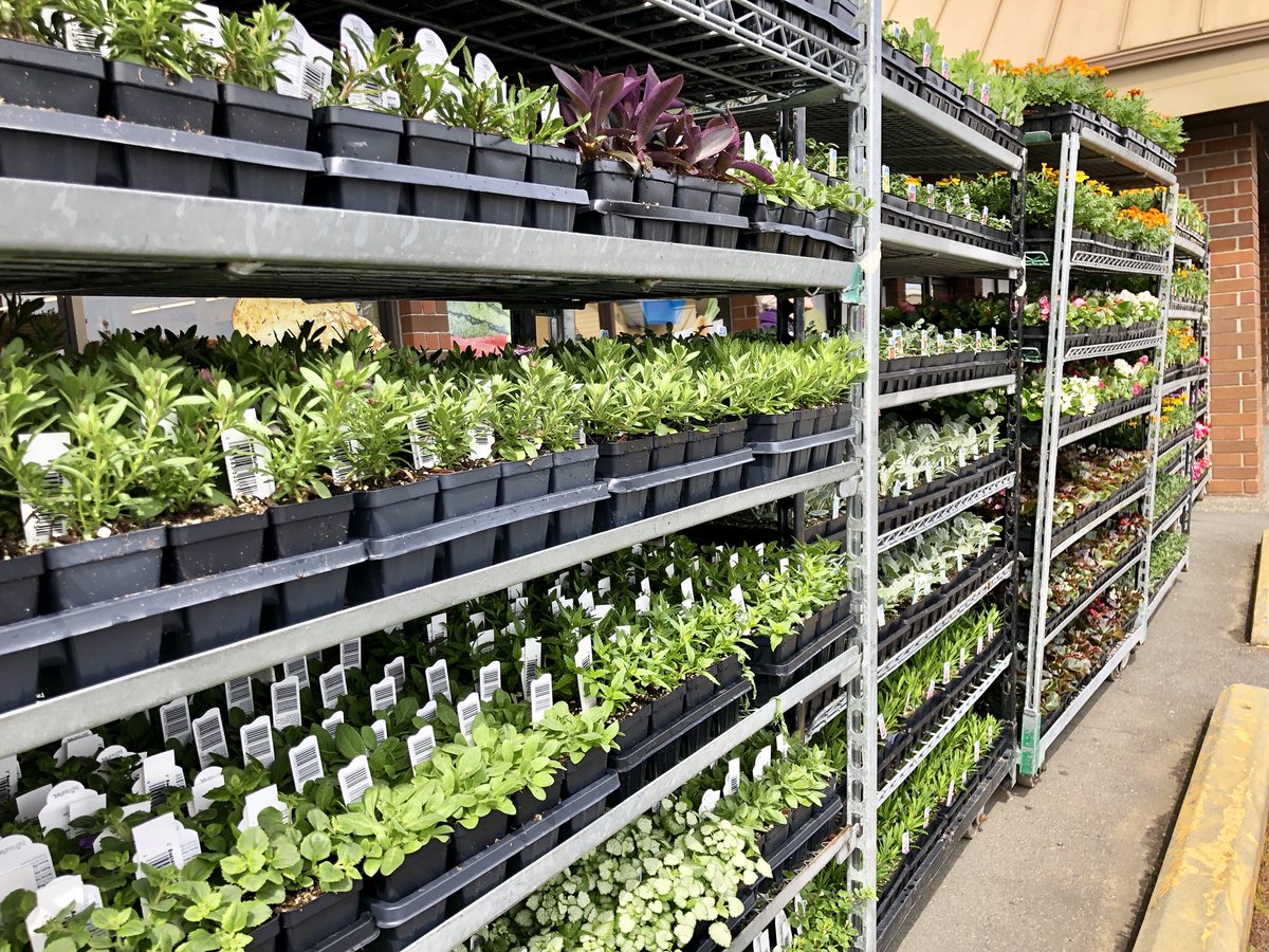 WFWesternFoods's tweet photo. THEY’RE HERE!! Bedding plants and hanging baskets have arrived!
🌷🌹
Drop by and get your flower beds and front or back porch ready to bloom!
🌺🌸🌼
#Sooke #GardensBC
#YourCommunityFoodStore https://t.co/NShC7EQJ4L