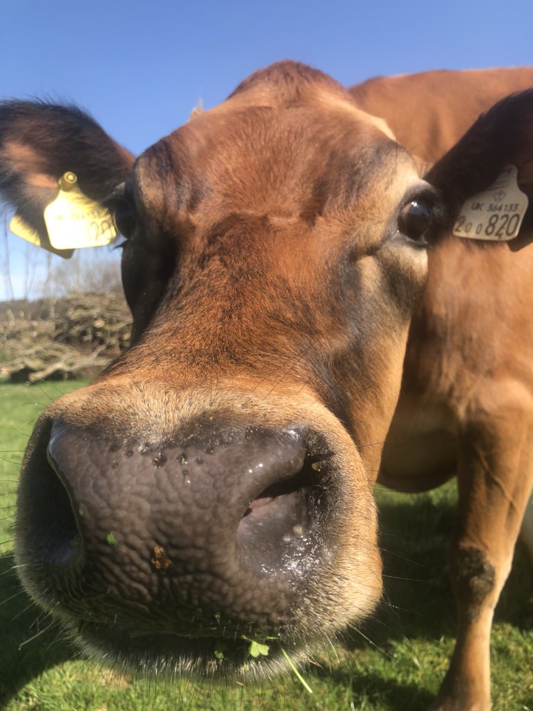 newlandfarm's tweet photo. Mornin Tracy #CloseUpReady https://t.co/8lKEjN00Do