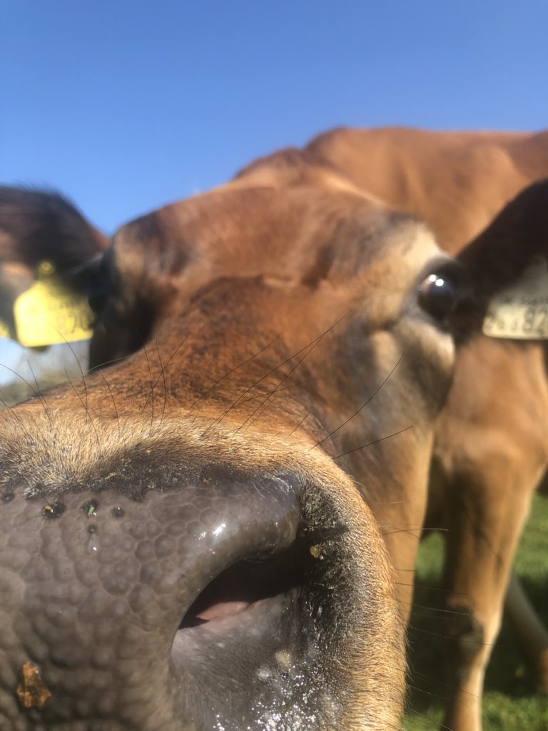 newlandfarm's tweet photo. Mornin Tracy #CloseUpReady https://t.co/8lKEjN00Do