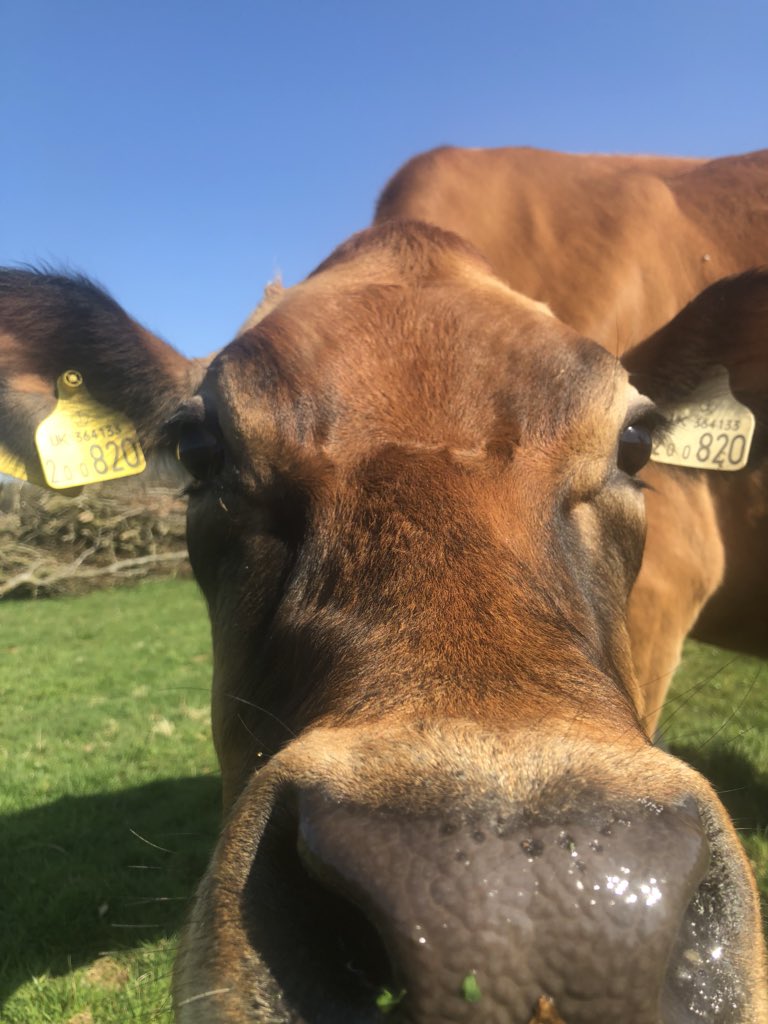 newlandfarm's tweet photo. Mornin Tracy #CloseUpReady https://t.co/8lKEjN00Do