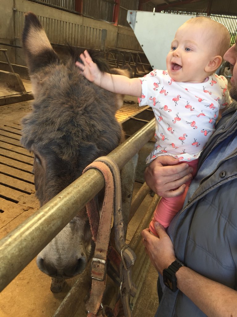 seshy87's tweet photo. @ThorntonFarm great day 🌞🐮🐐🐑🐷🐴 https://t.co/og9PgFA83v