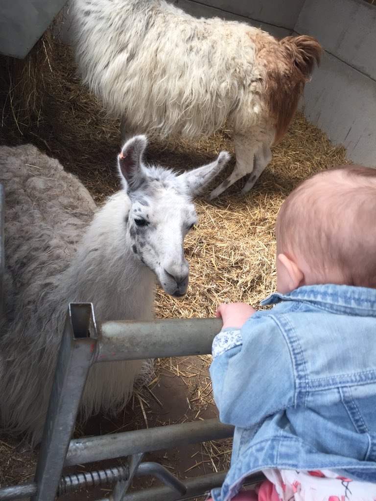 seshy87's tweet photo. @ThorntonFarm great day 🌞🐮🐐🐑🐷🐴 https://t.co/og9PgFA83v