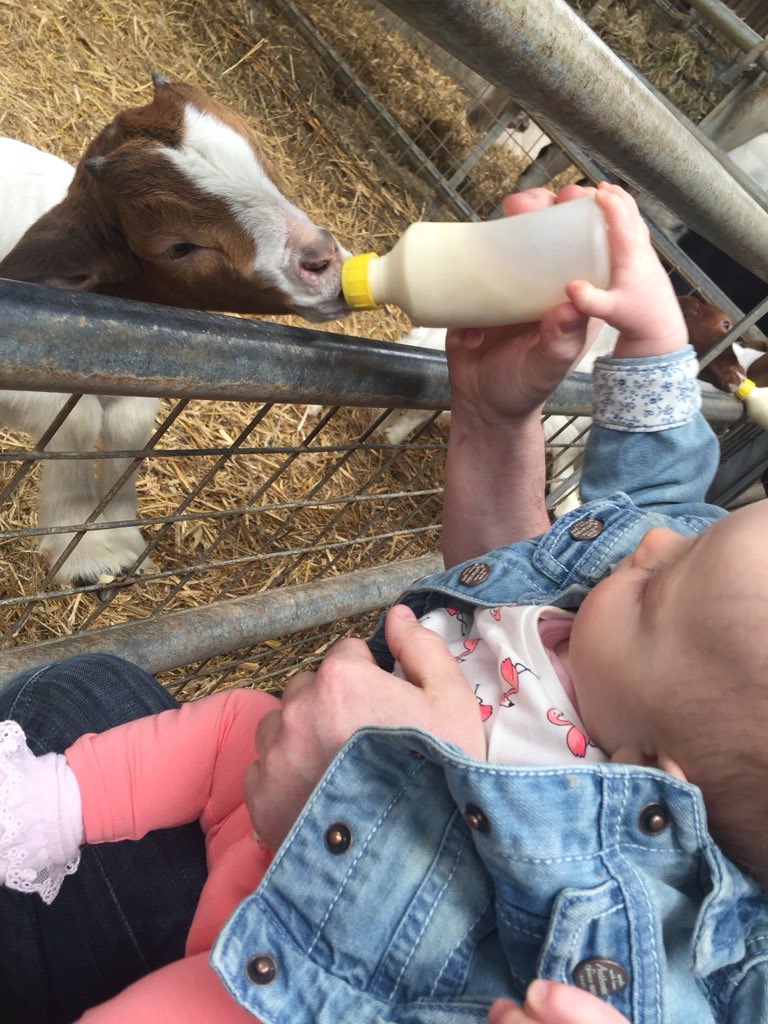 seshy87's tweet photo. @ThorntonFarm great day 🌞🐮🐐🐑🐷🐴 https://t.co/og9PgFA83v