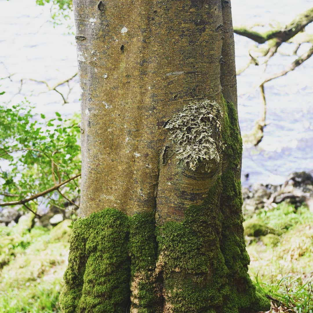 SusanAngelEFT's tweet photo. Beautiful #slishwood #forest #sligo #ireland #adventures delighted to be here 🌟 #angelworkshop for #manifestingdreams this Sunday in wonderful Angel World, Sligo 💖 details at https://t.co/qmnKwrEIgF https://t.co/YeQMKj3BsM